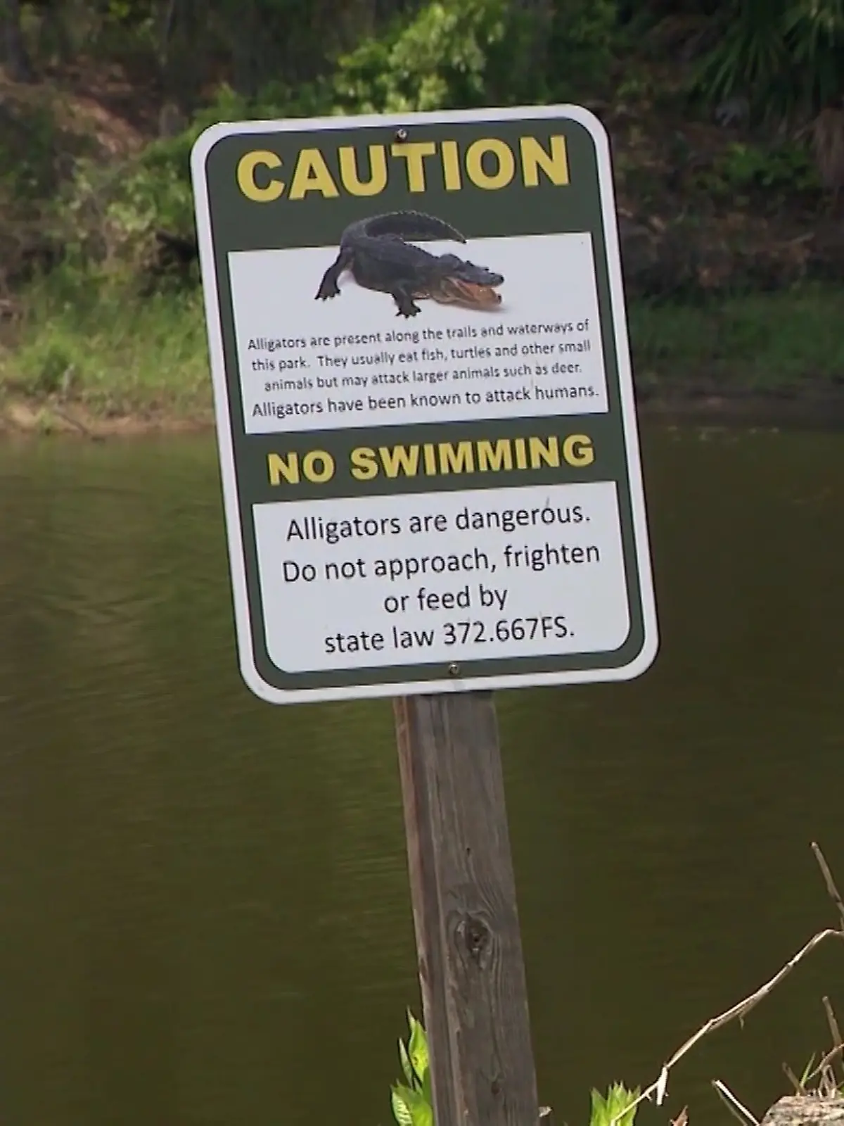 Die Frau fuhr mit ihrem Kanu über den Alligator.