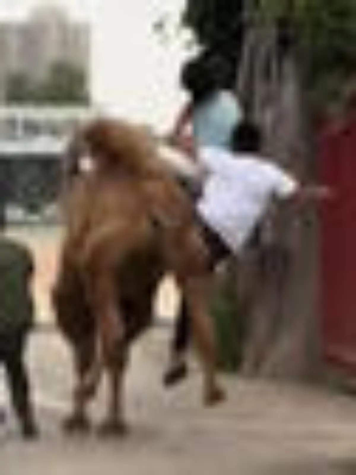 Bild zu: "Bei denen sucht es das Weite! Touris erleben Kamel-Rodeo"