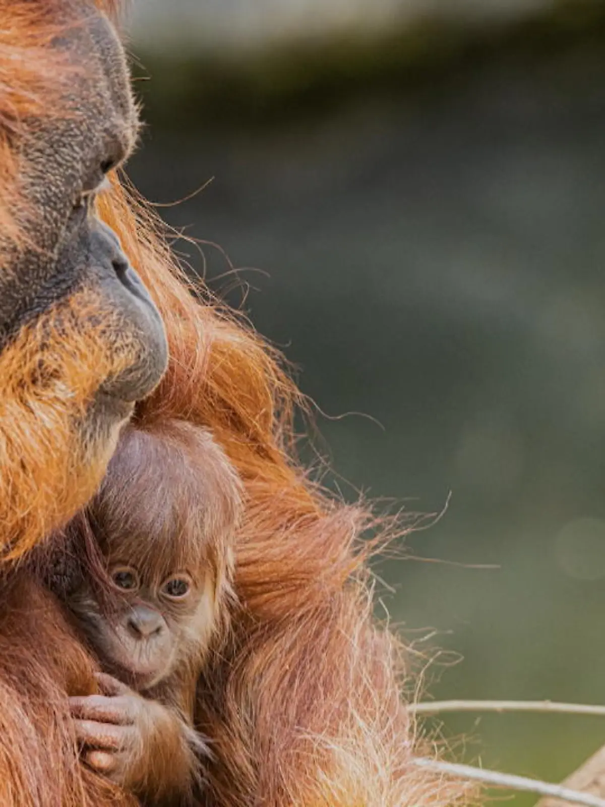Bild zu: "Süße Überraschung: Neues Orang-Utan-Baby in Hamburg"