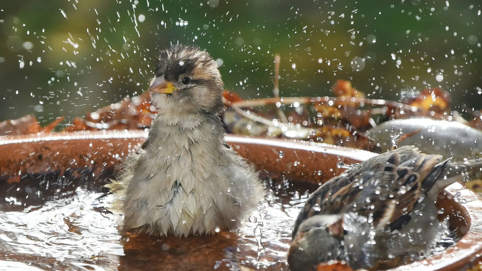 Tiertränken sollten laut dem Bremer Tierschutzverein flach sein und an schattigen Orten aufgestellt werden. (Symbolbild)