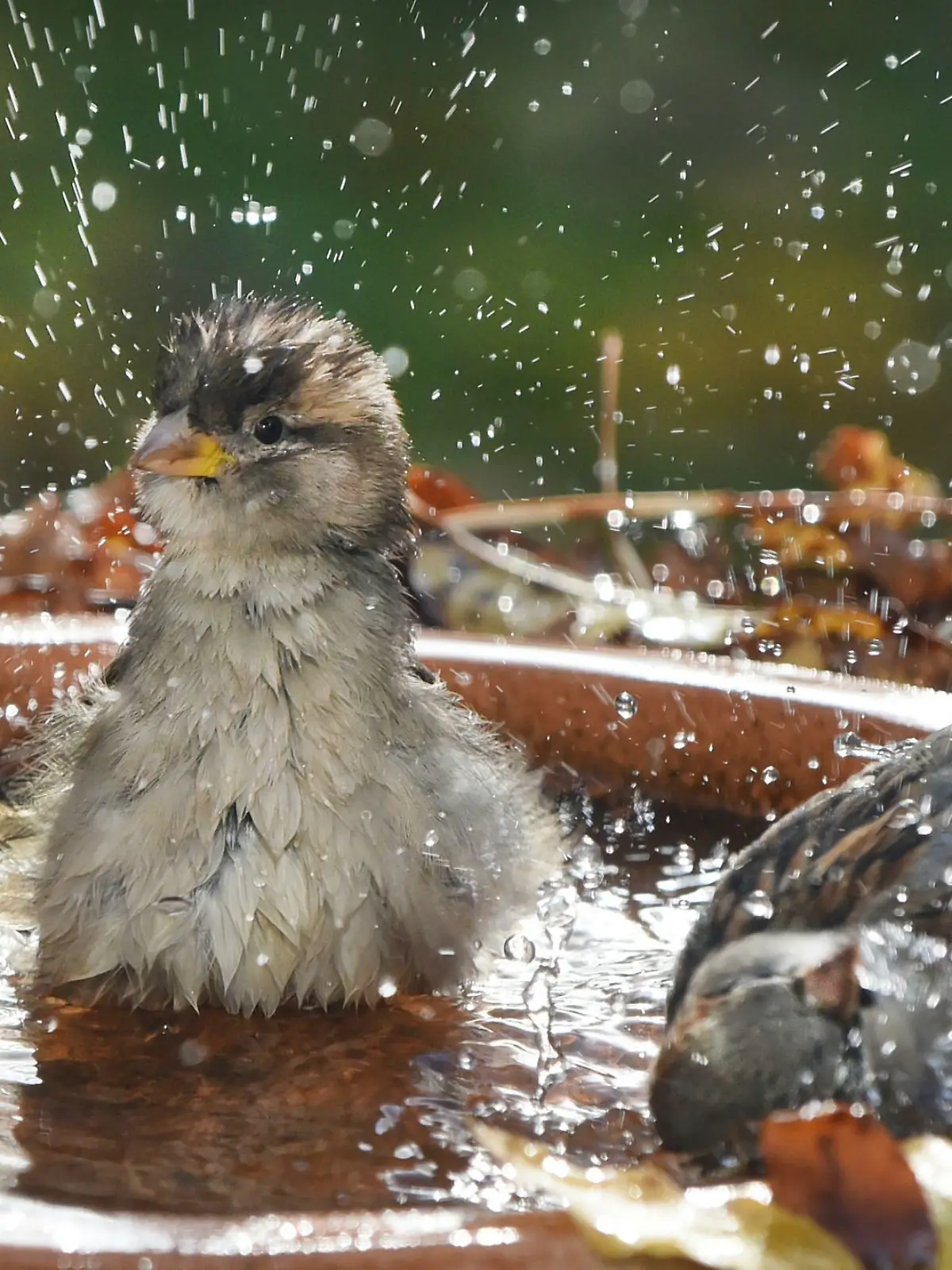 Bild zu: "Dürre in der Stadt! Wildtiere sind auf unsere Hilfe angewiesen"
