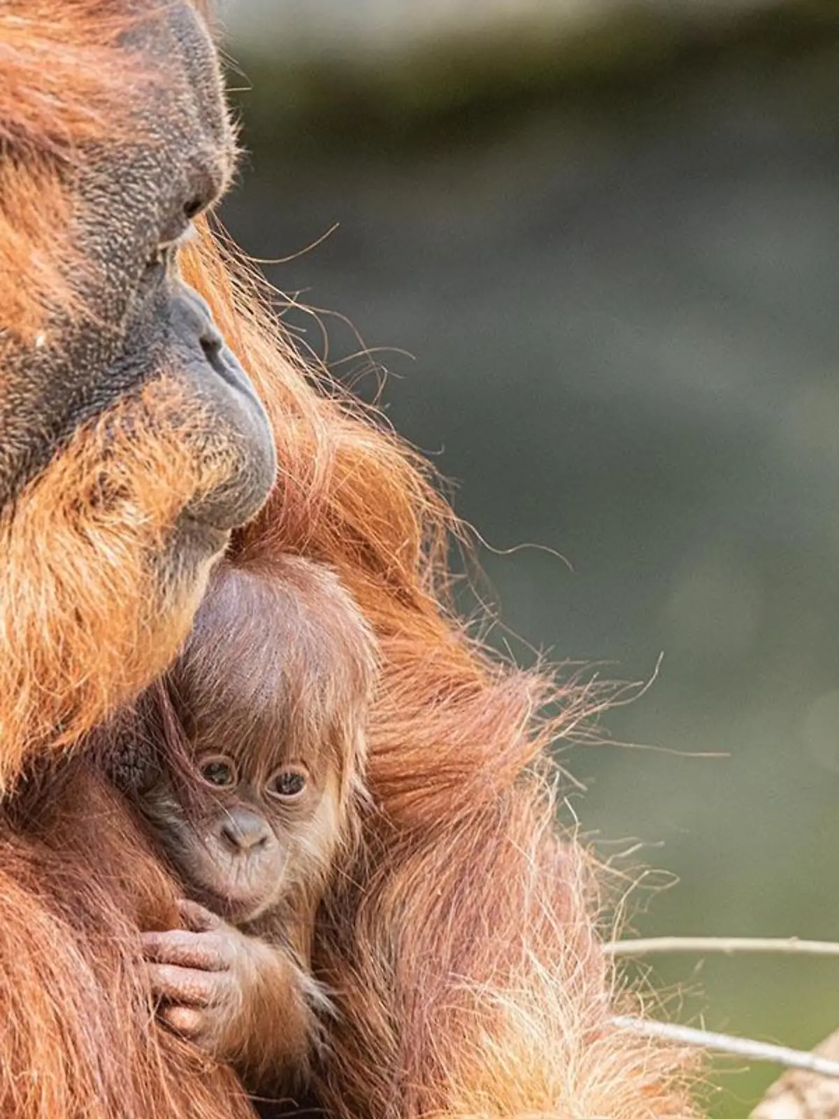 Orang-Utan-Dame Toba mit Baby