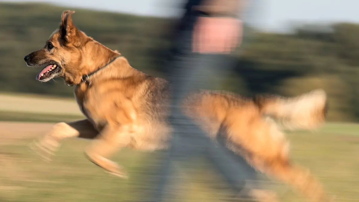 Ein freilaufender Hund hat in Waldshut Menschen und einen weiteren Hund attackiert. (Symbolbild)