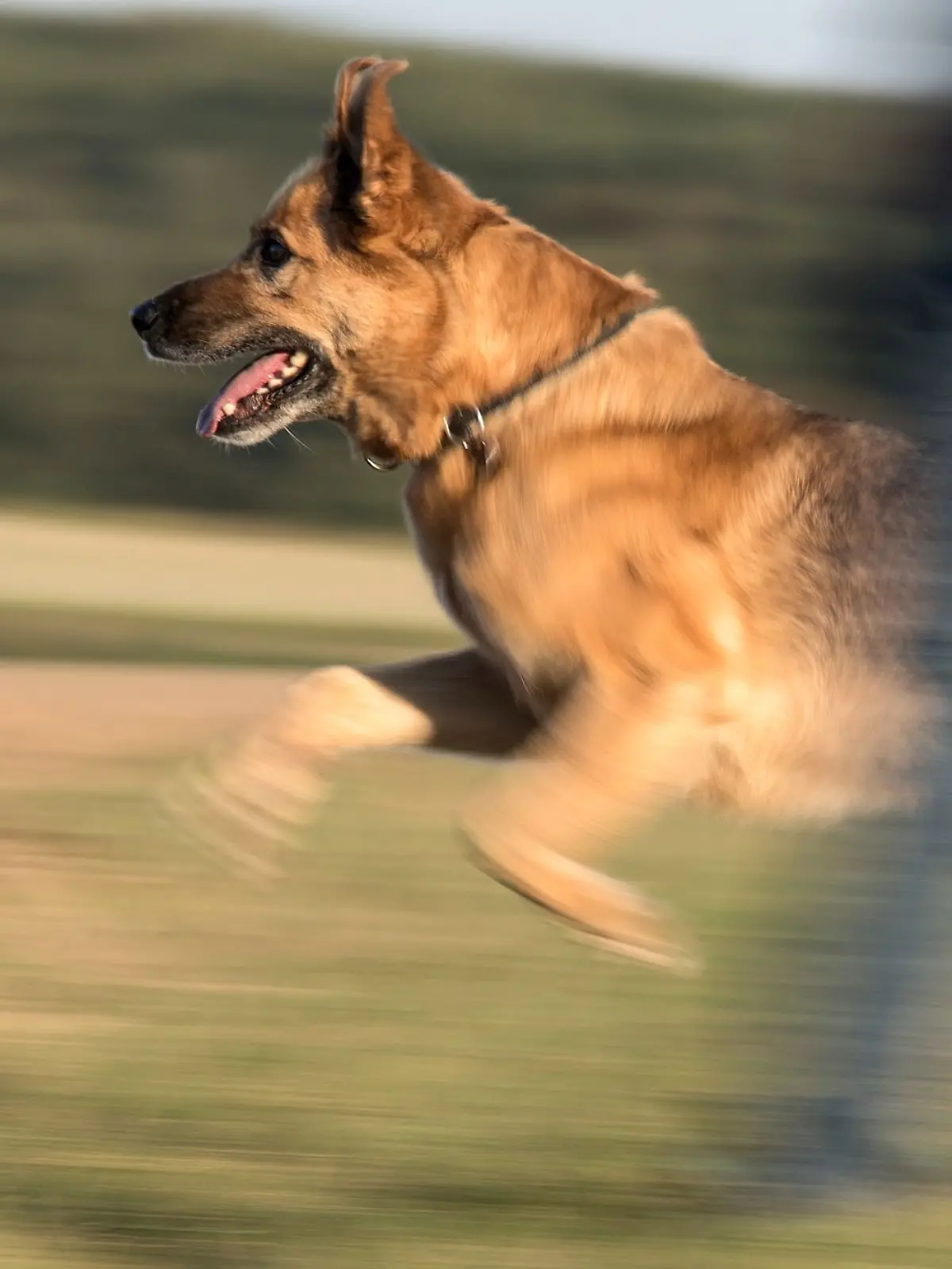 Bild zu: "Schäferhund beißt zwei Hunde tot – Junge (3) muss alles mit ansehen"