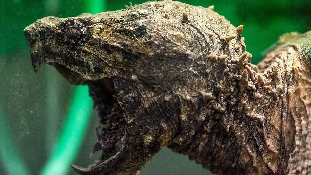 epi_227135042_DPA BF_6oqnj3tyvy-v1-ax-ms6144.jpg_Geierschildkröte.jpg