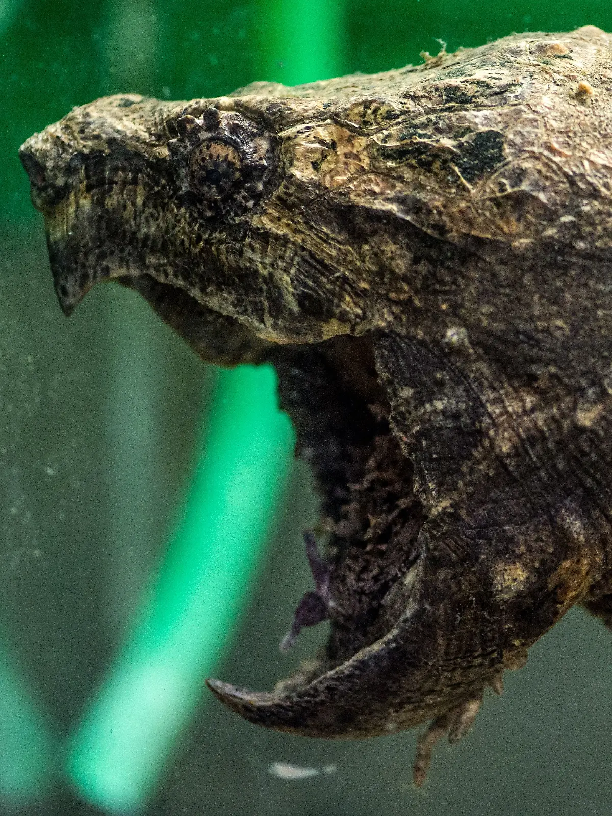 Bild zu: "Gefährliche Schildkröte in Schleswig-Holstein entdeckt"