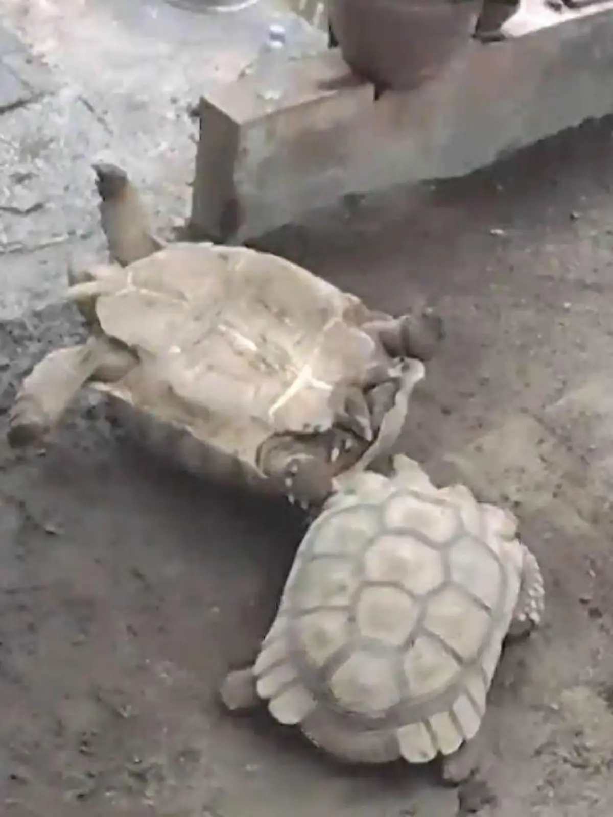 Riesen-Schildkröte in misslicher Lage! Kollege eilt zur Hilfe