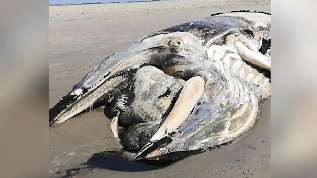 Zehn Meter lang! Toter Wal vor Sankt Peter-Ording angespült Kadaver wird nun untersucht