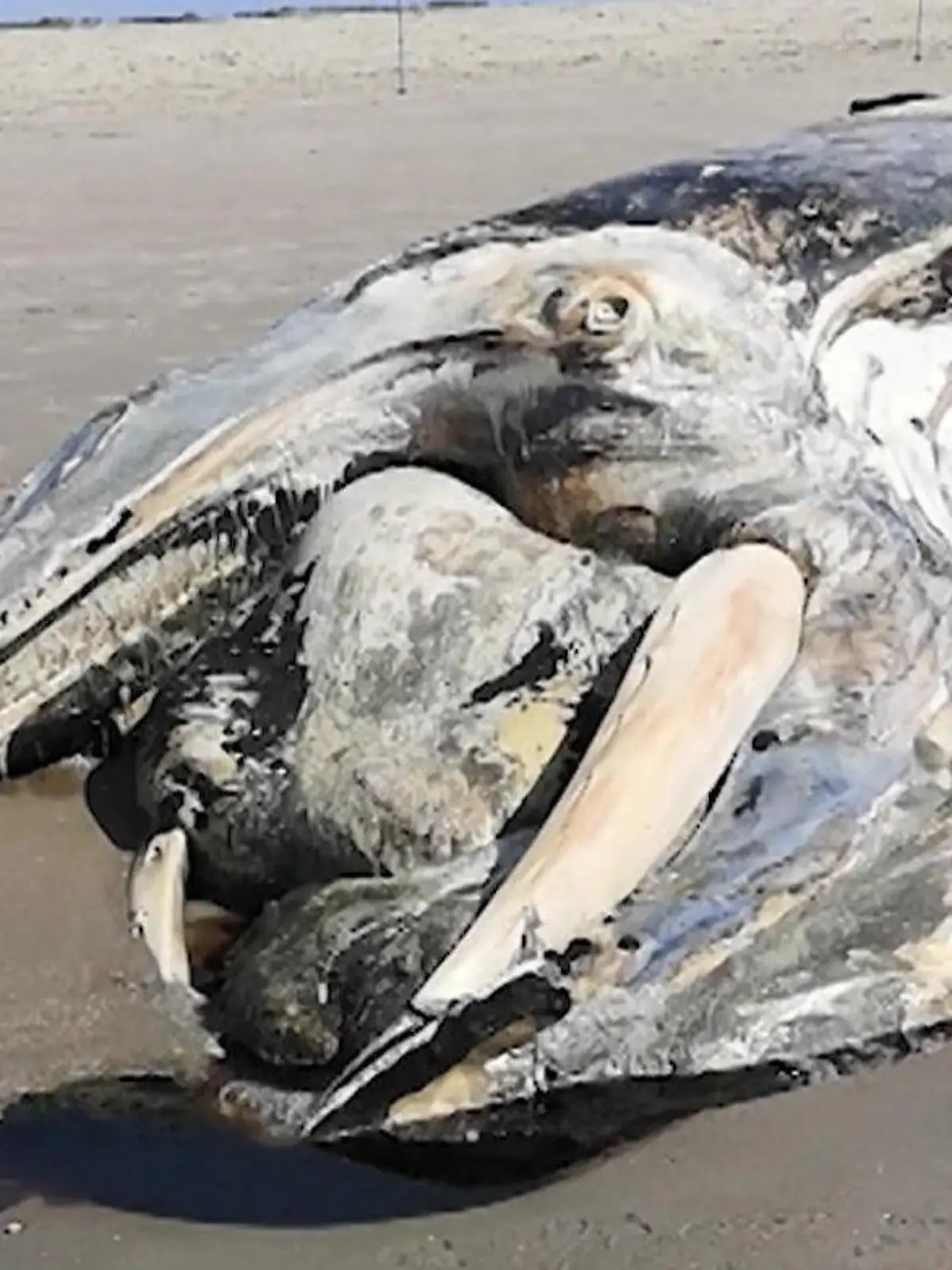 Bild zu: "Zehn Meter lang! Toter Wal vor Sankt Peter-Ording angespült"