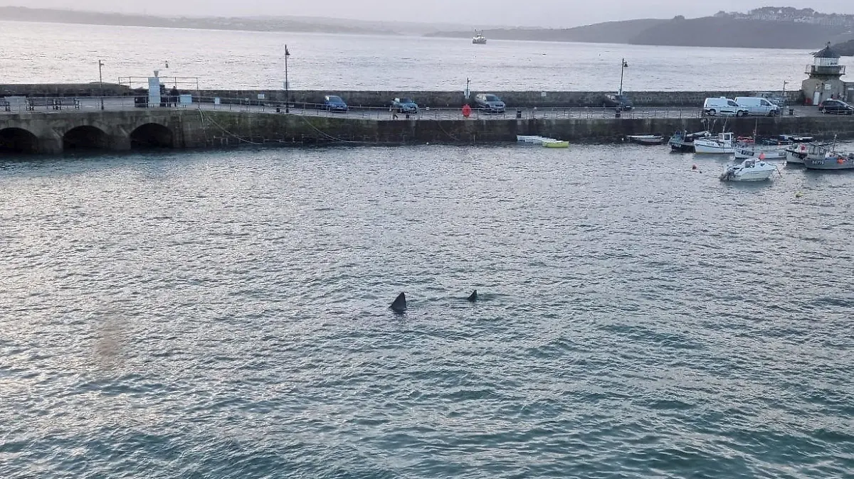 SONDERKONDITIONEN: Satzpreis!
A basking shark in St. Ives harbour, Cornwall. See SWNS story SWLNshark., A tourist spotted a "huge" shark swimming around a harbour during high tide. Olga Bates, 46, was visiting St Ives in Cornwall with family when they saw the large sea beast near boats. The group spotted the shark at 6:26am during high tide. Experts say it was a basking shark - the second largest type behind the whale shark - that can grow up to 45ft. Olga from Knighton, Wales, said minutes before they saw a group of seals ''hiding'' from the shark.
 / action press