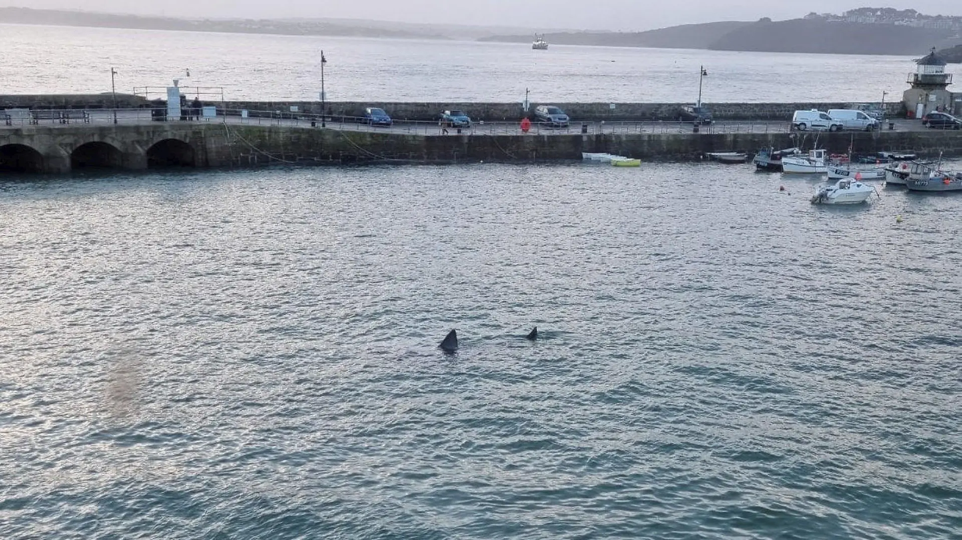 SONDERKONDITIONEN: Satzpreis!
A basking shark in St. Ives harbour, Cornwall. See SWNS story SWLNshark., A tourist spotted a "huge" shark swimming around a harbour during high tide. Olga Bates, 46, was visiting St Ives in Cornwall with family when they saw the large sea beast near boats. The group spotted the shark at 6:26am during high tide. Experts say it was a basking shark - the second largest type behind the whale shark - that can grow up to 45ft. Olga from Knighton, Wales, said minutes before they saw a group of seals ''hiding'' from the shark.
 / action press