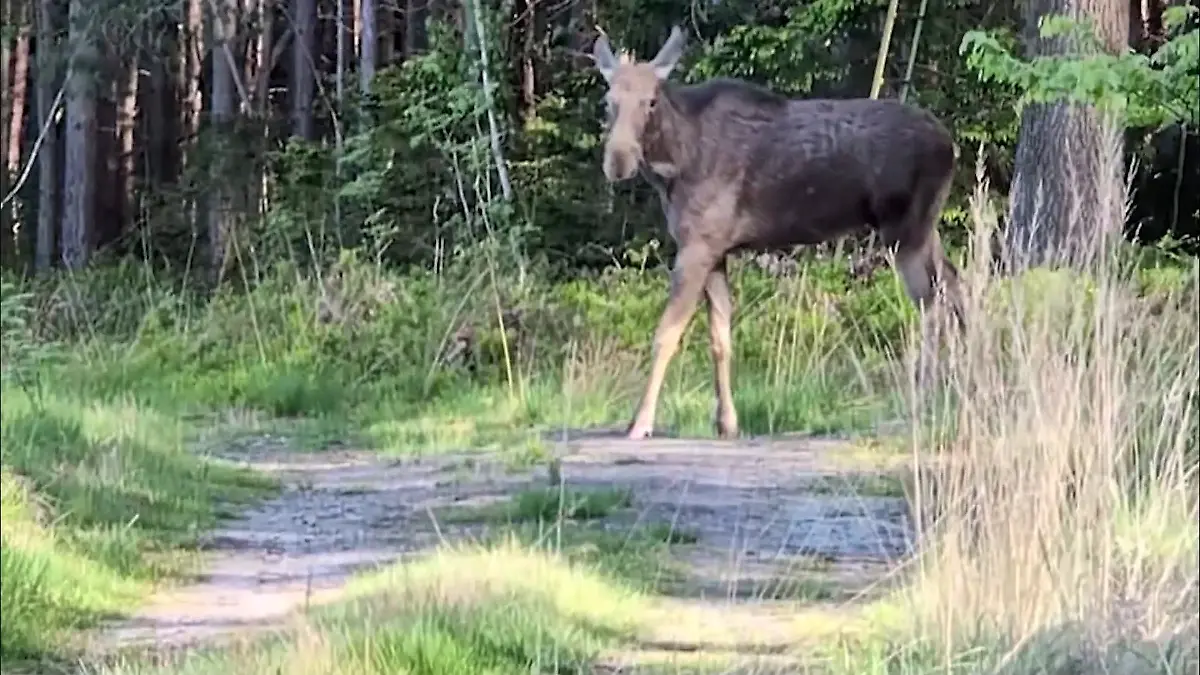 Elch in Sachsen gesichtet.