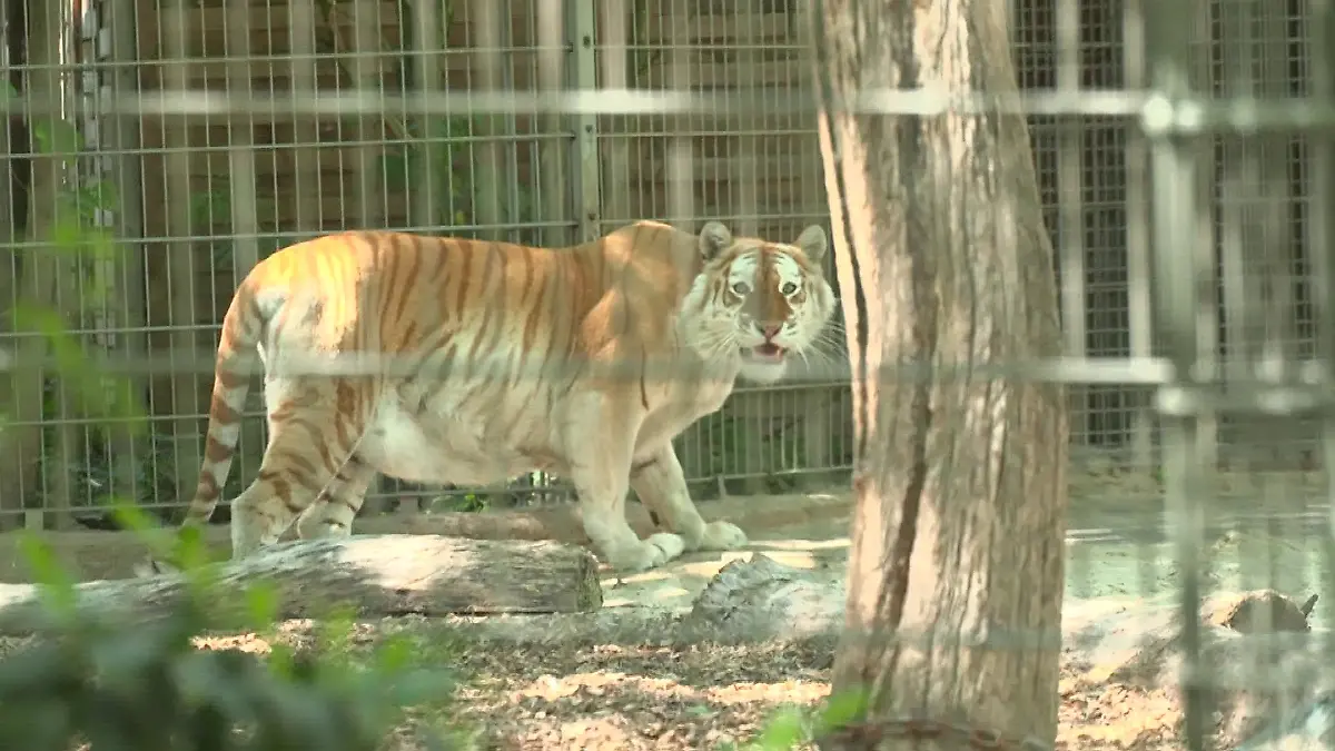 Ein Tiger hat in seinem Gehege eine Pflegerin (33) angegriffen, in die Schulter gebissen und sie schwer verletzt.