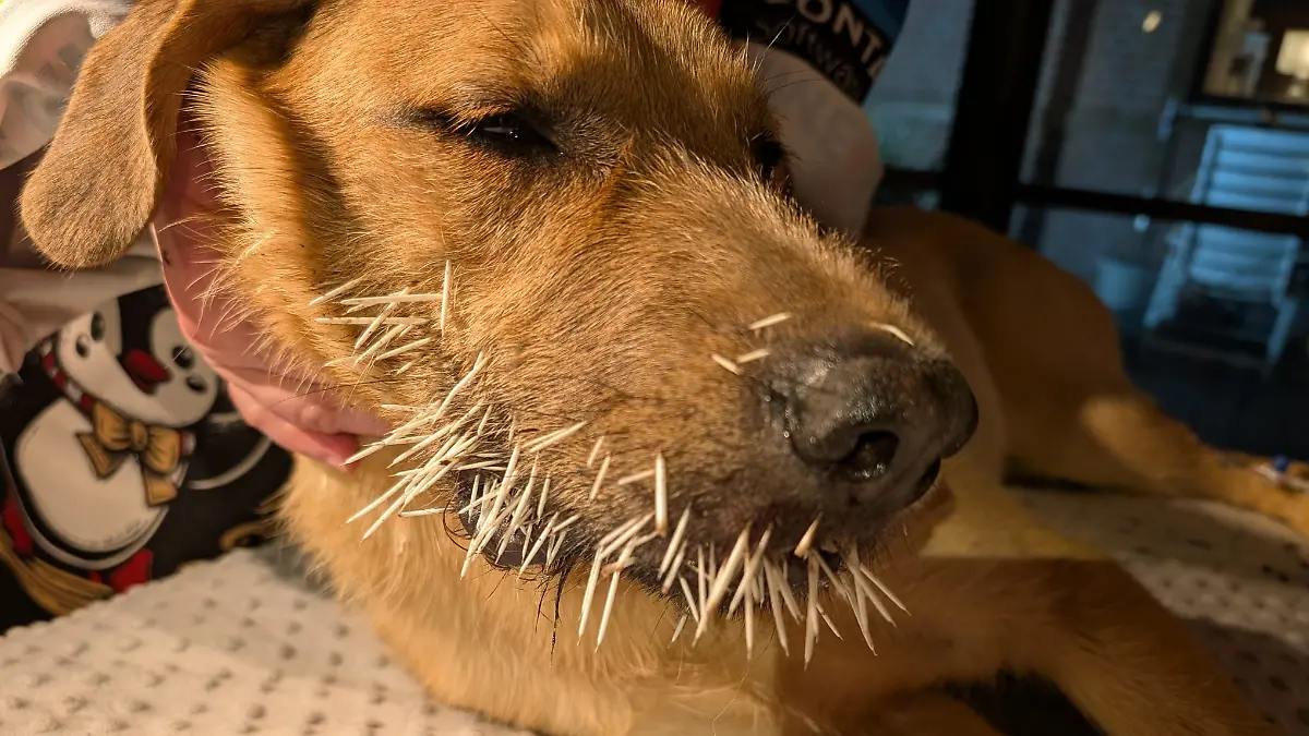 Barneys Maul ist mit Stacheln übersäht.