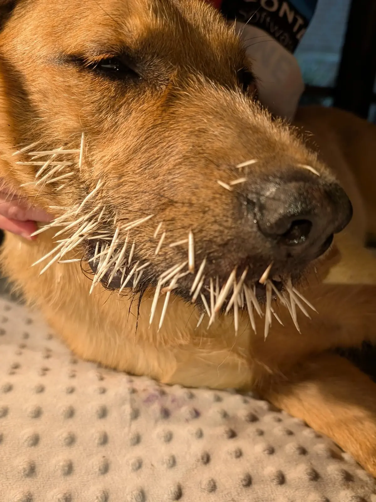 Bild zu: "Stachel-Schock! Hunde werden nachts von Baumstachler attackiert"