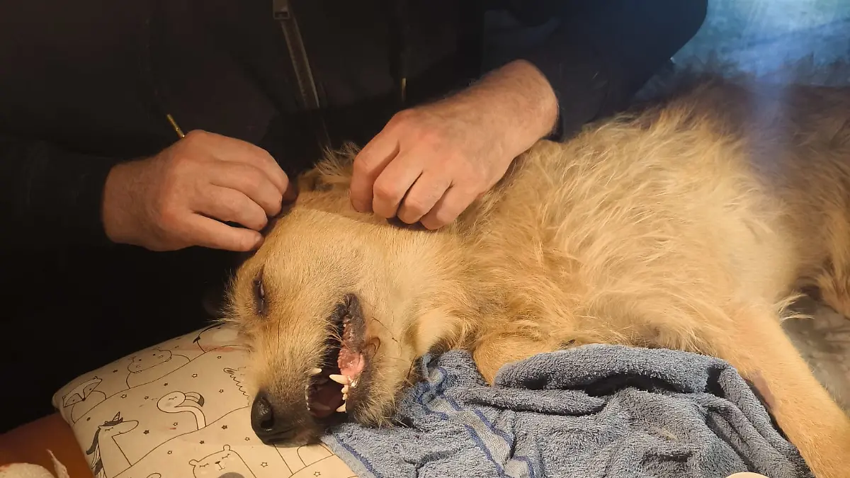 Während der OP werden die Stacheln entfernt.