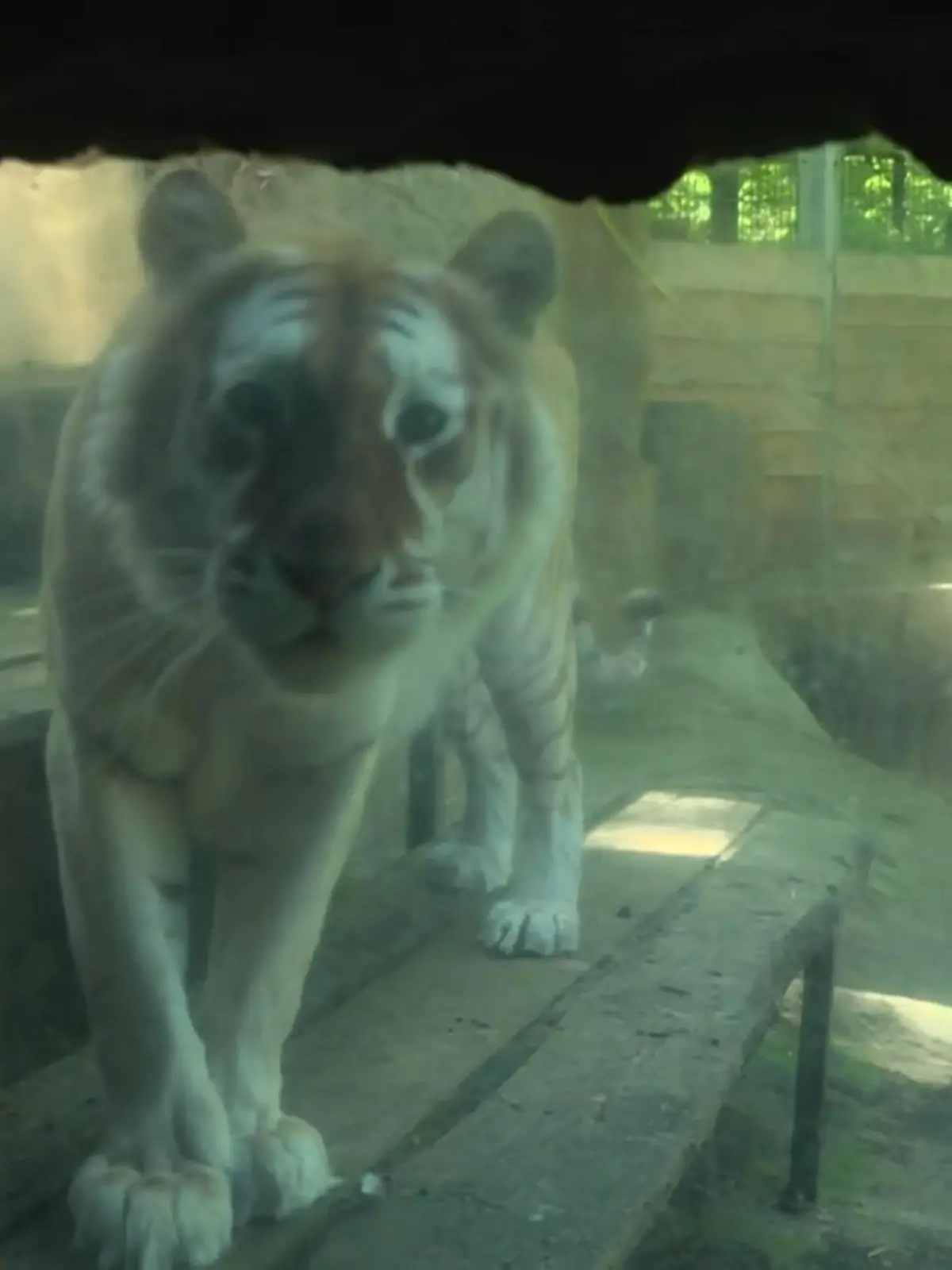 Bild zu: "Tiger beißt Tierpflegerin"