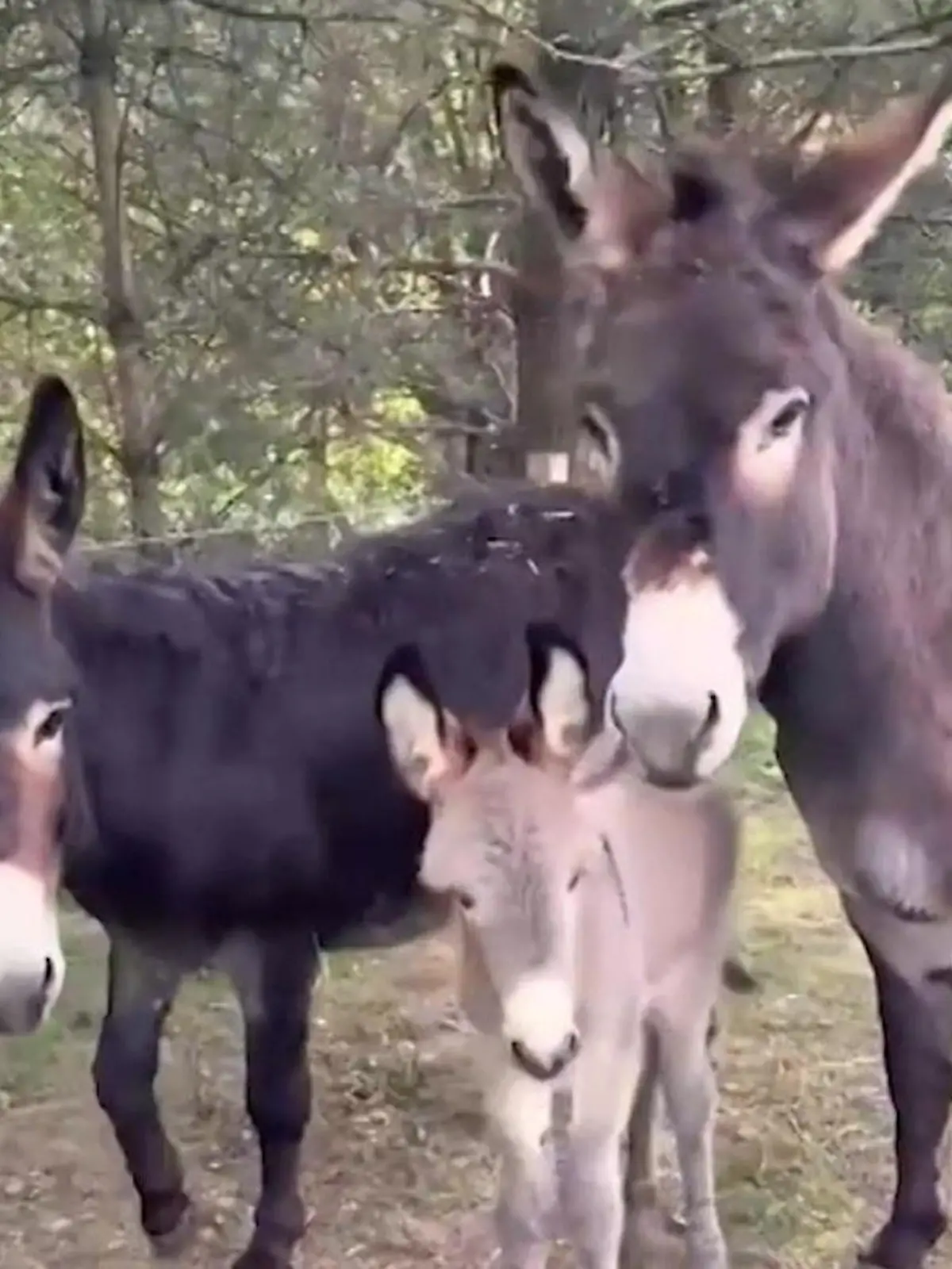 Bild zu: "Eselfohlen Sol kommt mit zwei Mamas zur Welt!"