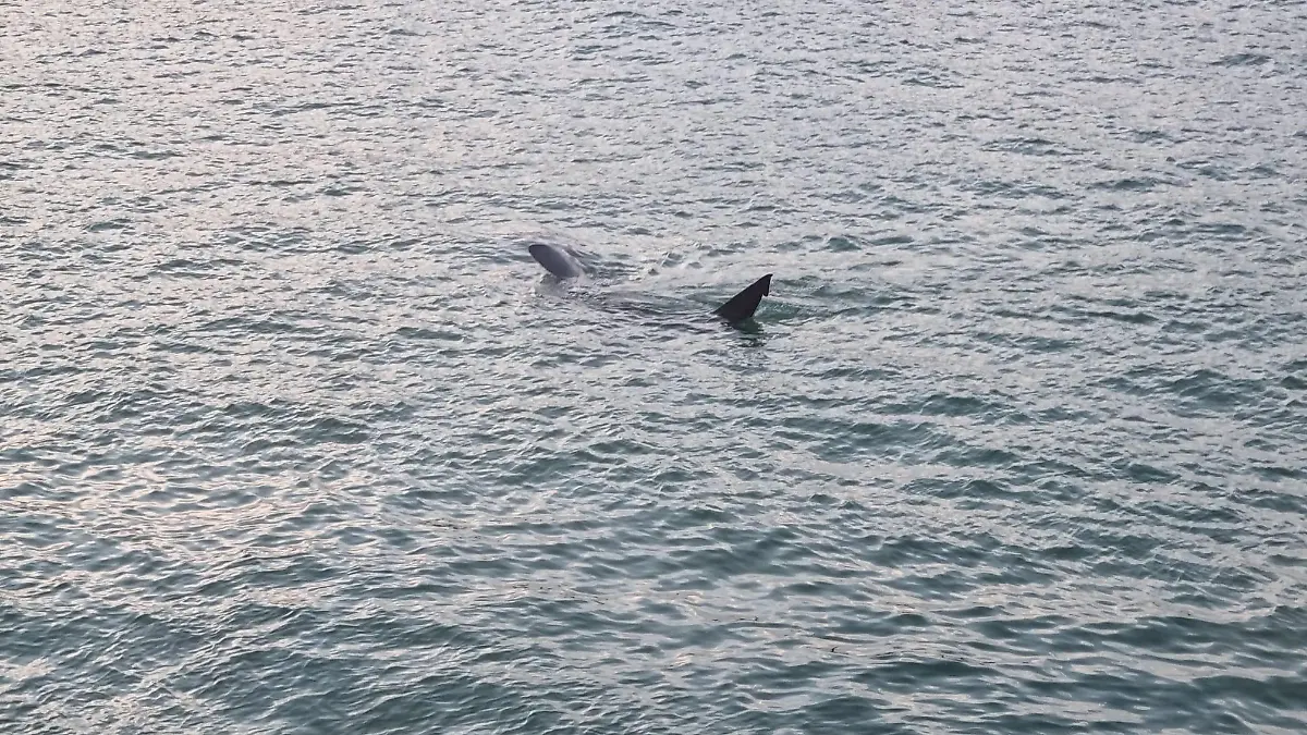 SONDERKONDITIONEN: Satzpreis!
A basking shark in St. Ives harbour, Cornwall. See SWNS story SWLNshark., A tourist spotted a "huge" shark swimming around a harbour during high tide. Olga Bates, 46, was visiting St Ives in Cornwall with family when they saw the large sea beast near boats. The group spotted the shark at 6:26am during high tide. Experts say it was a basking shark - the second largest type behind the whale shark - that can grow up to 45ft. Olga from Knighton, Wales, said minutes before they saw a group of seals ''hiding'' from the shark.
 / action press