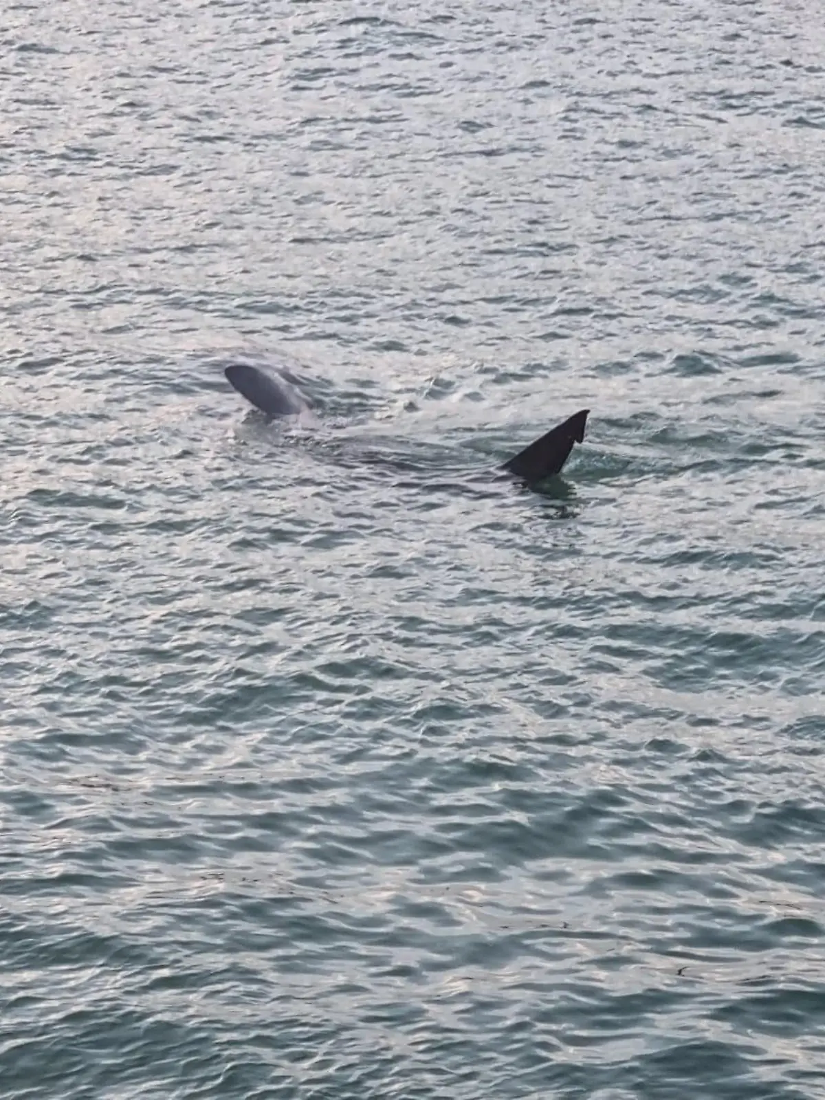 SONDERKONDITIONEN: Satzpreis!
A basking shark in St. Ives harbour, Cornwall. See SWNS story SWLNshark., A tourist spotted a "huge" shark swimming around a harbour during high tide. Olga Bates, 46, was visiting St Ives in Cornwall with family when they saw the large sea beast near boats. The group spotted the shark at 6:26am during high tide. Experts say it was a basking shark - the second largest type behind the whale shark - that can grow up to 45ft. Olga from Knighton, Wales, said minutes before they saw a group of seals ''hiding'' from the shark.
 / action press