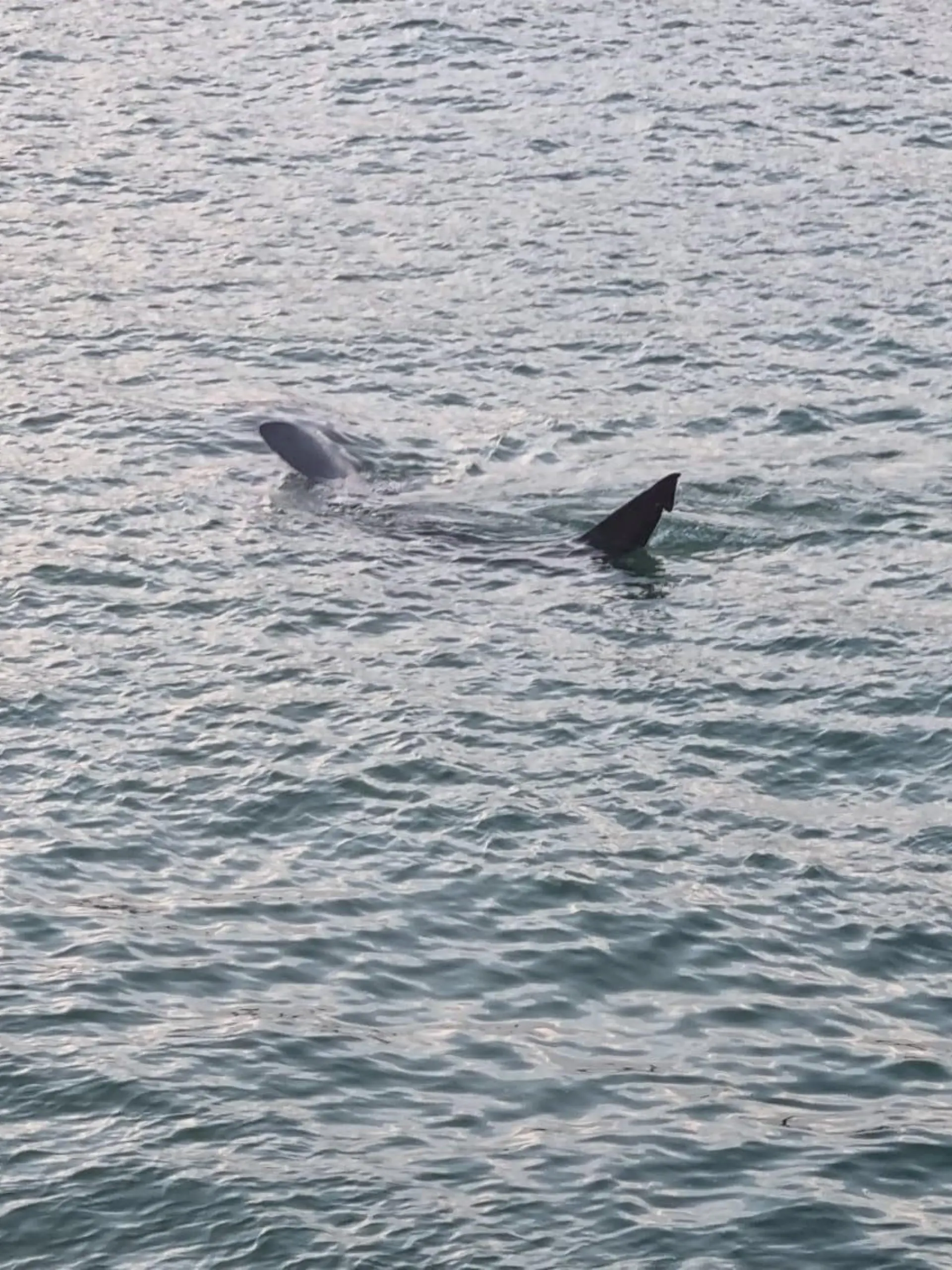 SONDERKONDITIONEN: Satzpreis!
A basking shark in St. Ives harbour, Cornwall. See SWNS story SWLNshark., A tourist spotted a "huge" shark swimming around a harbour during high tide. Olga Bates, 46, was visiting St Ives in Cornwall with family when they saw the large sea beast near boats. The group spotted the shark at 6:26am during high tide. Experts say it was a basking shark - the second largest type behind the whale shark - that can grow up to 45ft. Olga from Knighton, Wales, said minutes before they saw a group of seals ''hiding'' from the shark.
 / action press
