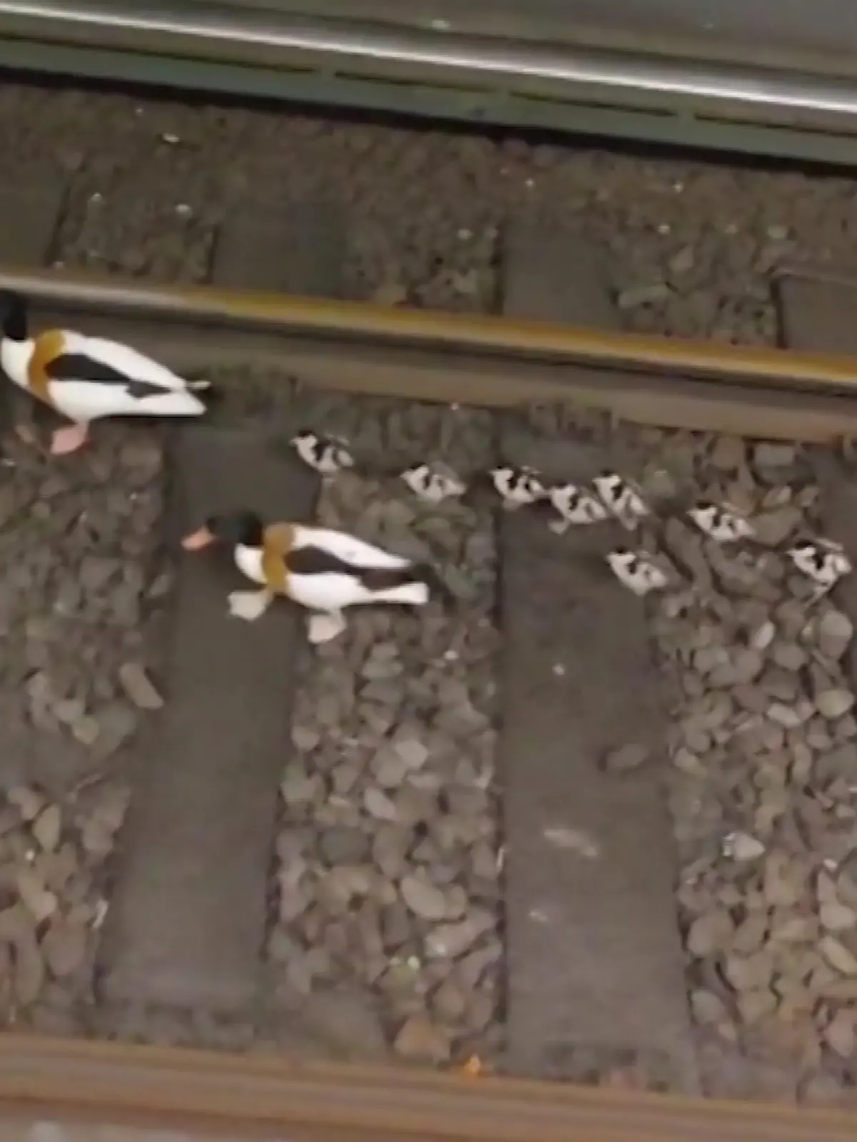 Entenfamilie legt Bahnverkehr lahm.