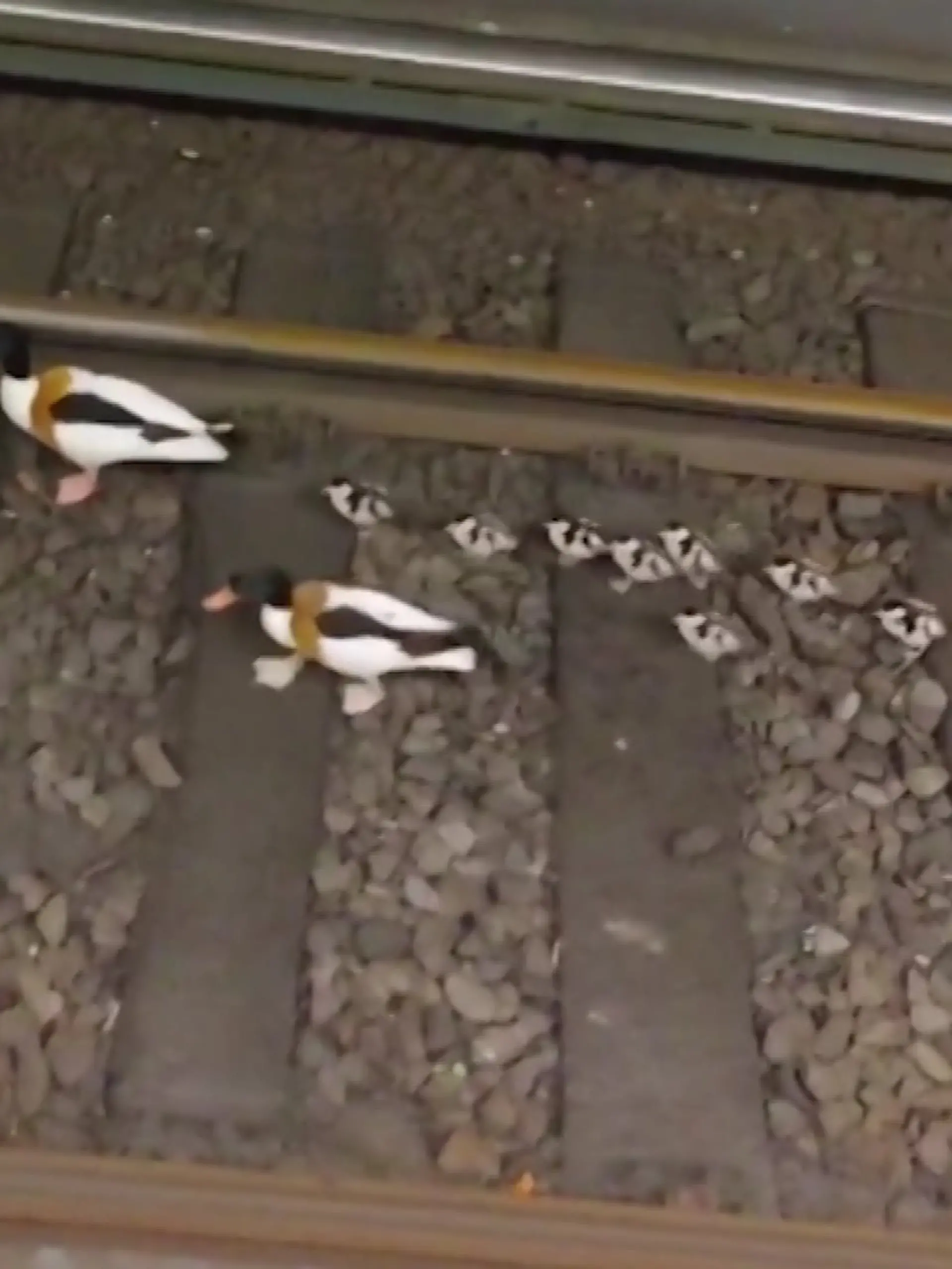 Entenfamilie legt Bahnverkehr lahm.