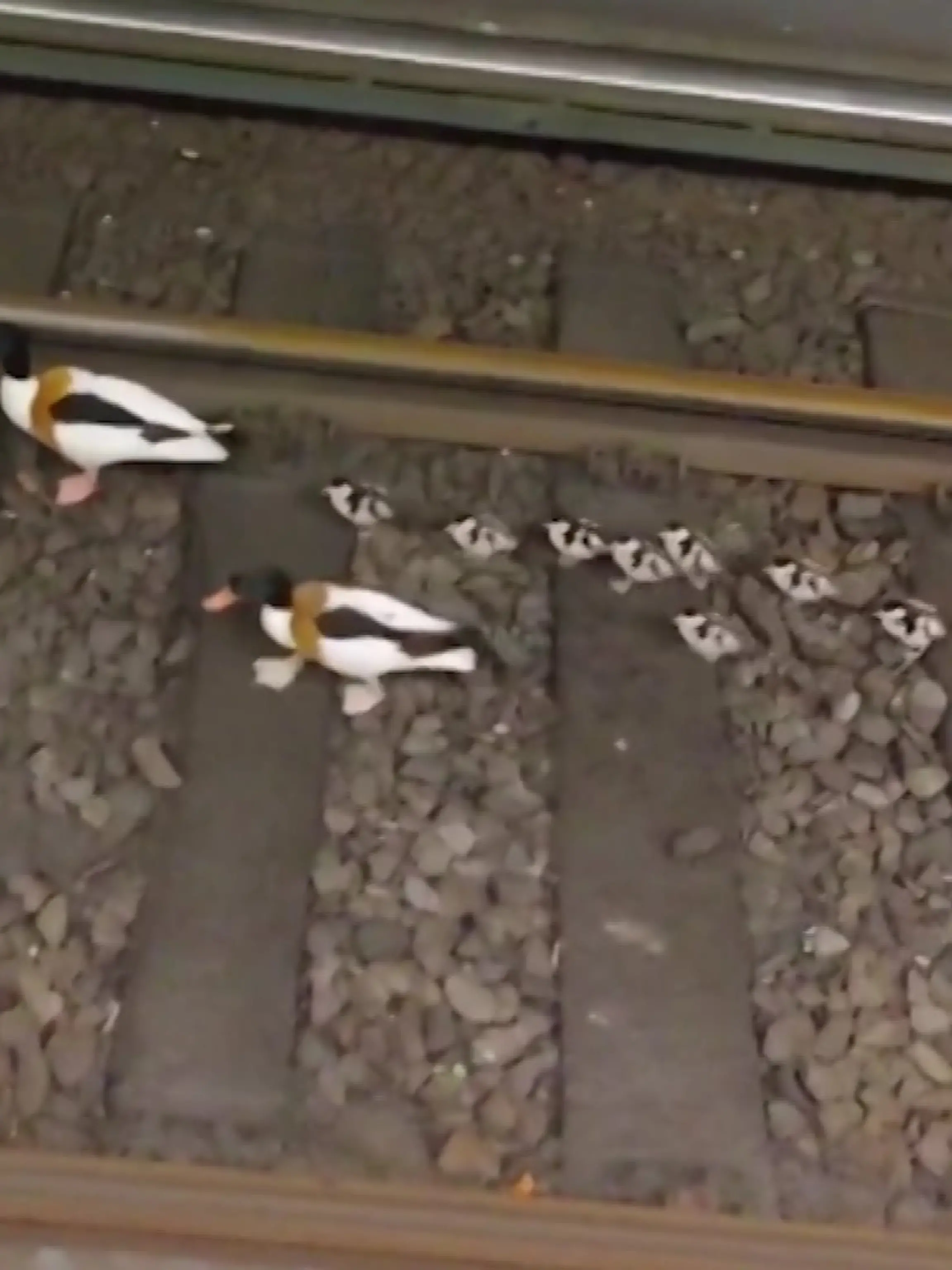 Entenfamilie legt Bahnverkehr lahm.