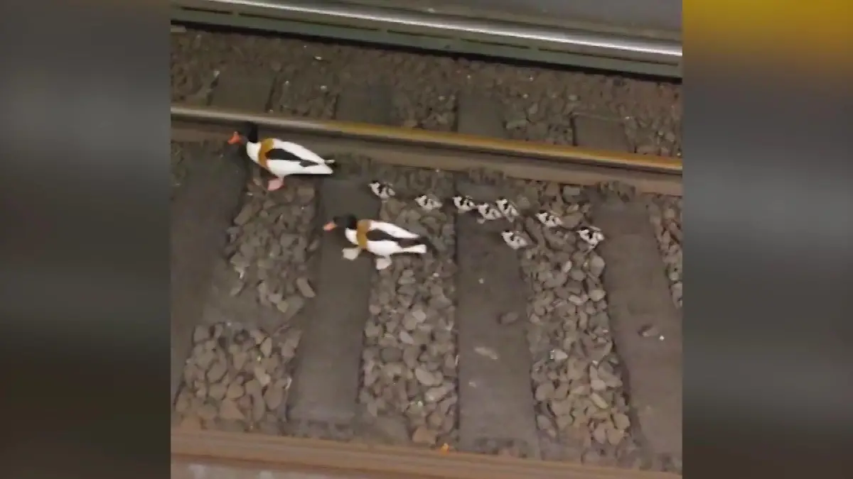 Enten verhindern S-Bahn-Einfahrt Tierische Verspätung