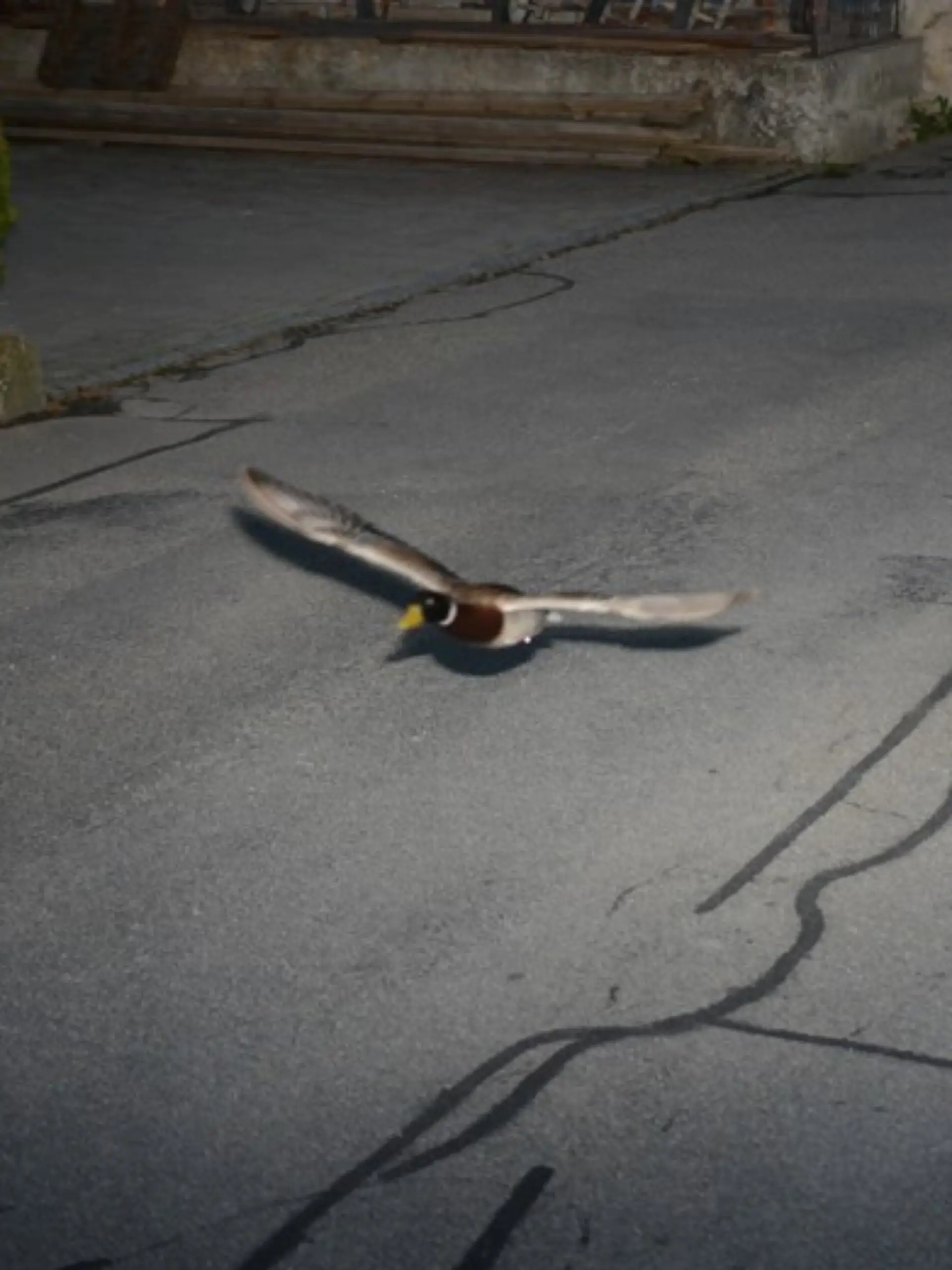 Die Raser-Ente wurde mit 52 km/h geblitzt.