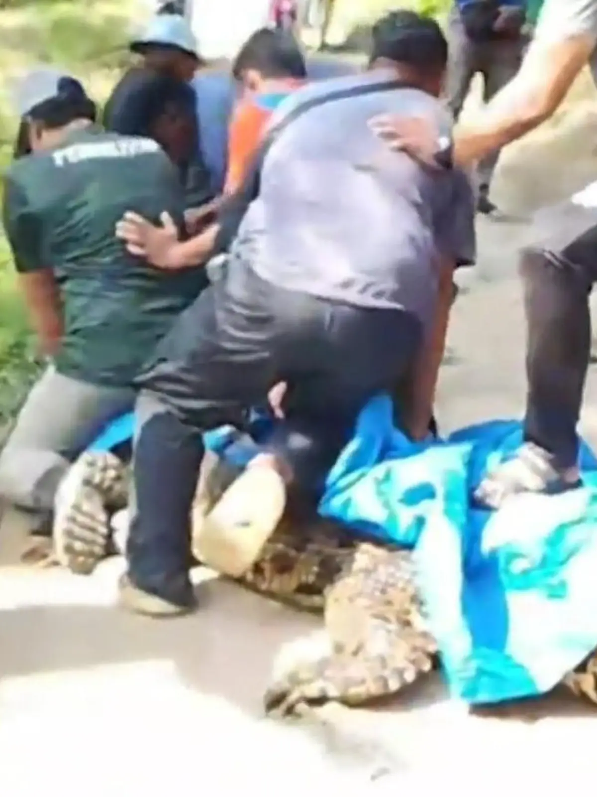 20 Männer gegen ein Kroko