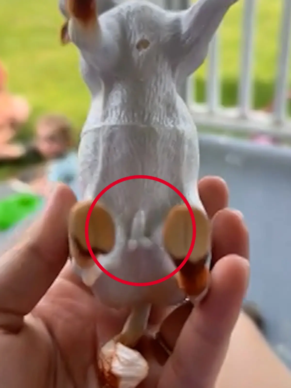 Spielzeug-Pferd aus Gummi hat Penis.