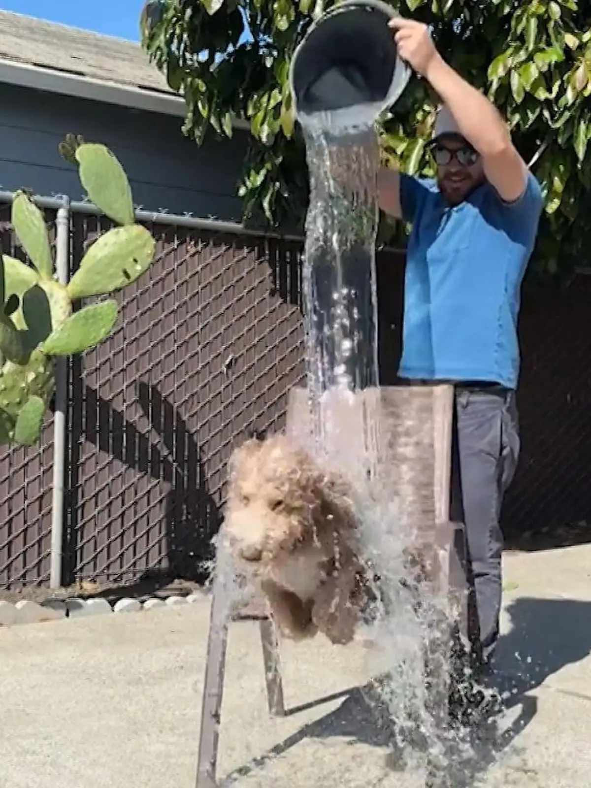 Bild zu: "Gefährlicher Trend! Hundebesitzer übergießen ihre Vierbeiner mit Eiswasser"