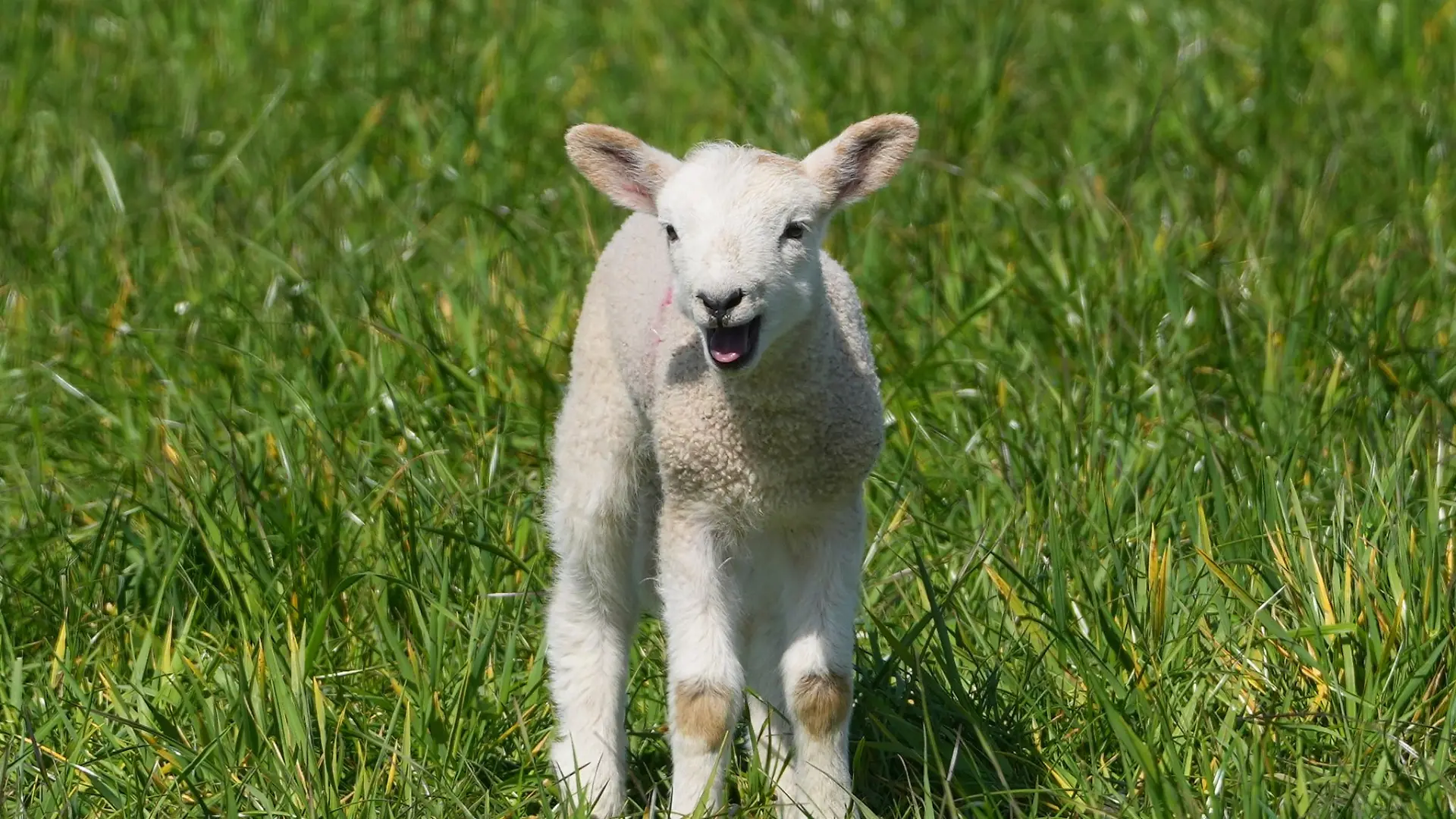 Ein junges Schaf, das sich auf eine Autobahn verirrt hatte, ist im Main-Kinzig-Kreis gerettet worden. (Symbolbild)