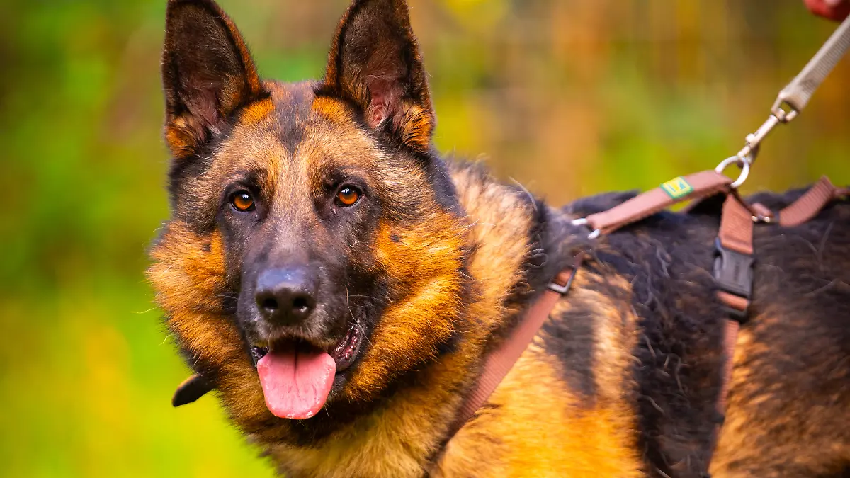 Schäferhund Jonny lebte lange an der Kette