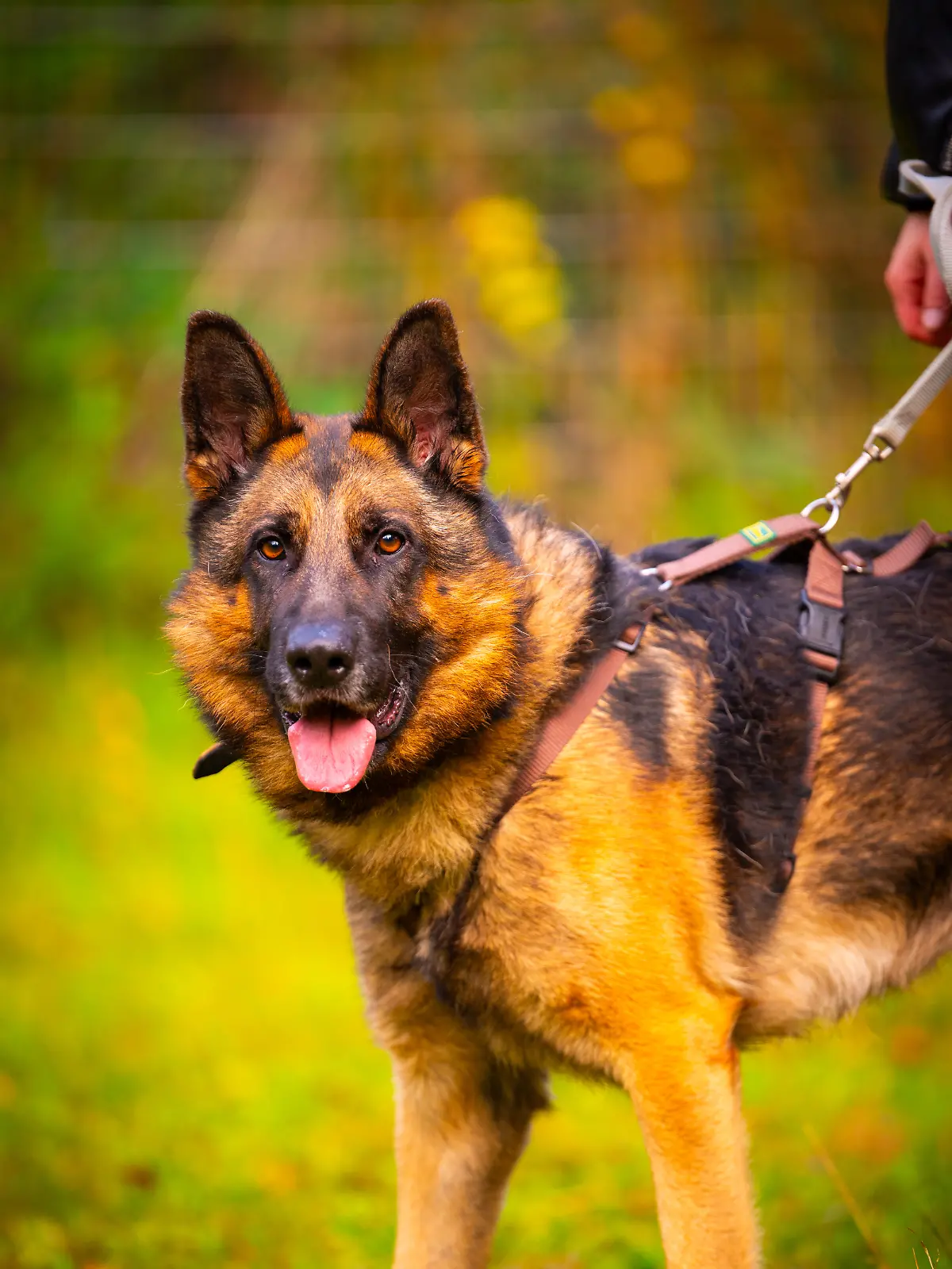 Schäferhund Jonny lebte lange an der Kette