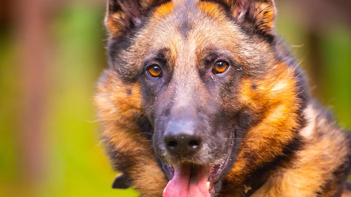 Das Tierheim Bremen sucht für den Schäferhund ein neues Zuhause