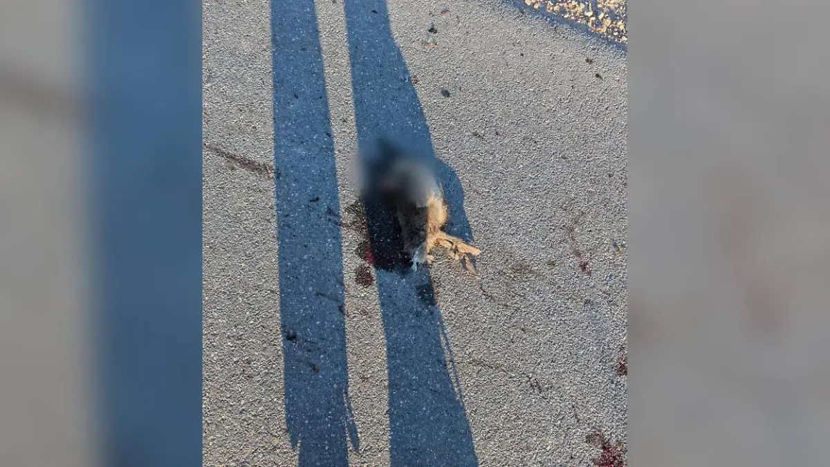 Die Polizei hat wegen der toten Tiere die Ermittlungen aufgenommen.