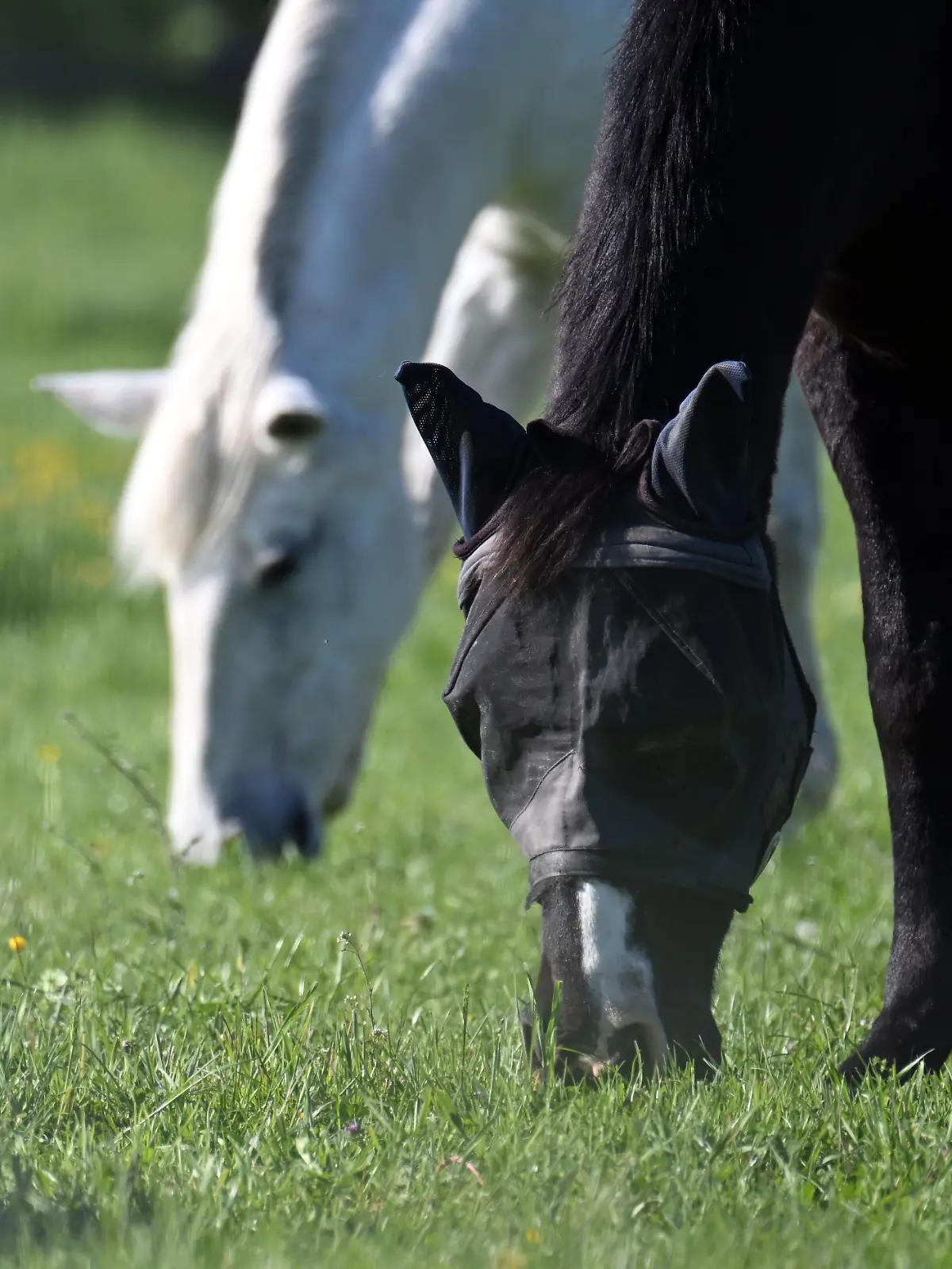 Bild zu: "Mann bei Sex mit Pferd gefilmt! Polizei jagt Tierquäler von Klötze"