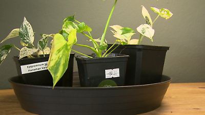 ficus tineke plant Ficus Tineke main image 0