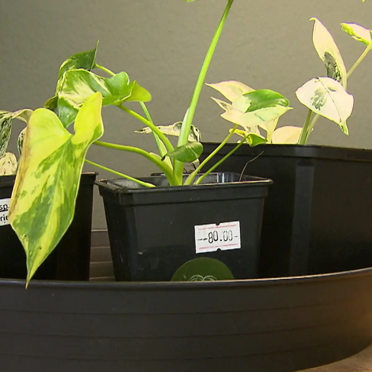 solanum plant Solanum crispum 'Glasnevin' – Heron's Head Nursery main image 0