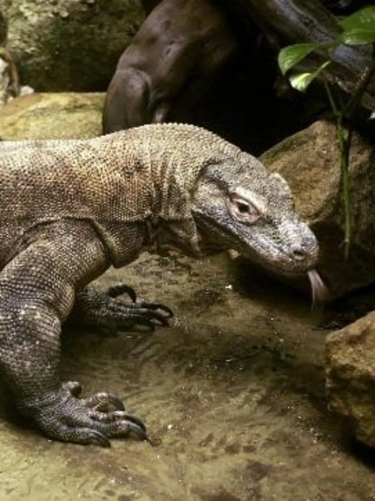 Ein Waran frisst ein zwei Tage altes Baby. Ein Anwohner findet das Reptil-
