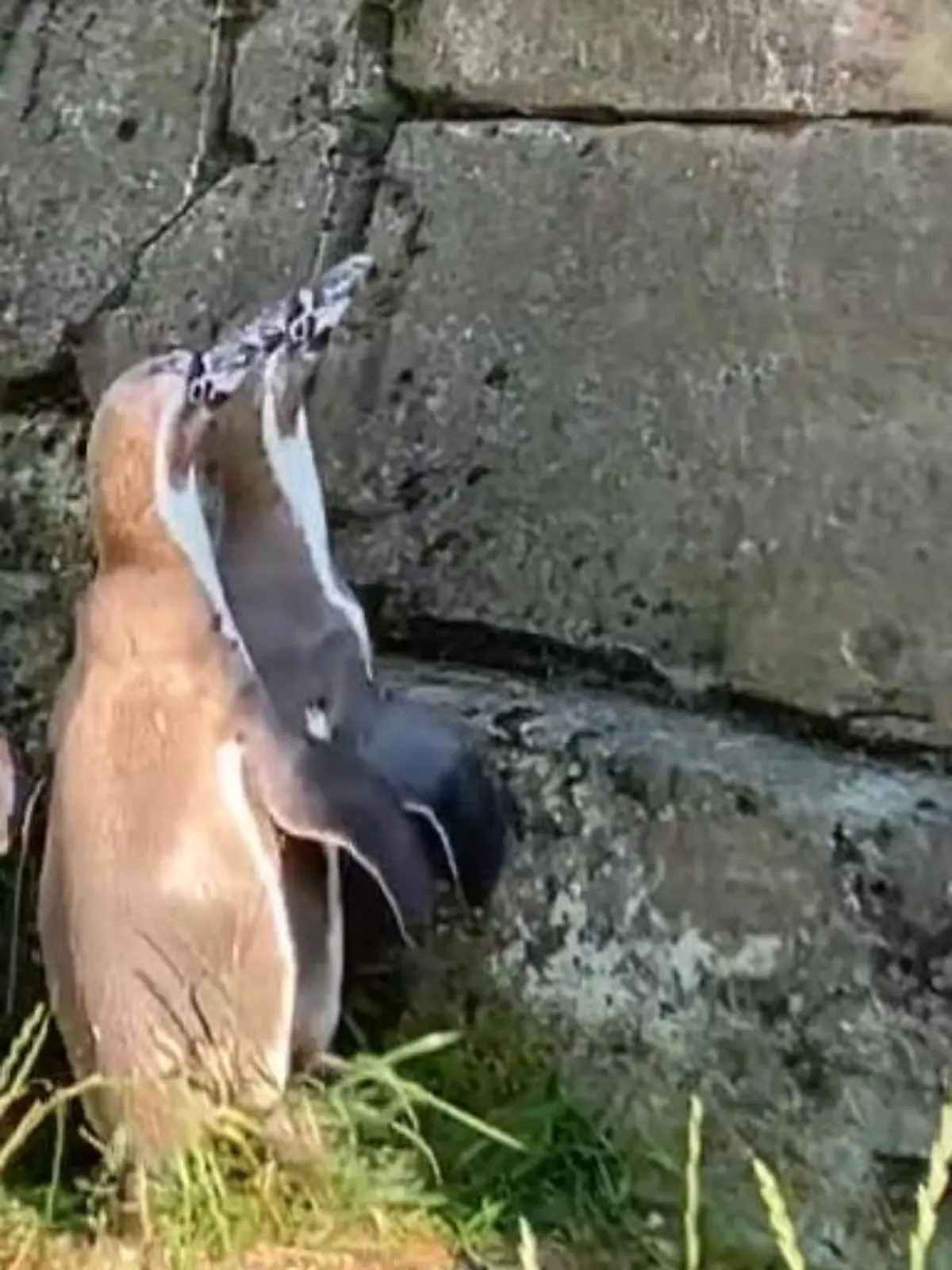 Die Pinguine im Hamburger Zoo sind ganz schön verwirrt. Denn plötzlich erscheint über ihren Köpfen ein Licht. Besucher reflektieren mit ihrem Handy das Sonnenlicht und projizieren es auf die Steine. Die Pinguine sind von dem ominösen Licht einfach nur verwirrt, wir finden sie dabei zu beobachten einfach ultra witzig.