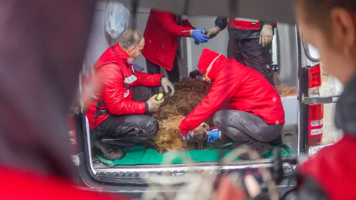 Die Tierschützer betäuben Felix für den Transport.