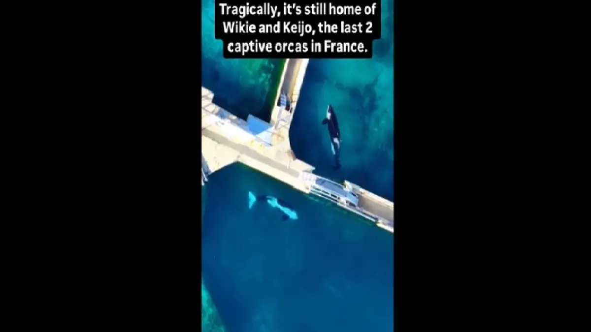 Orcas.jpg