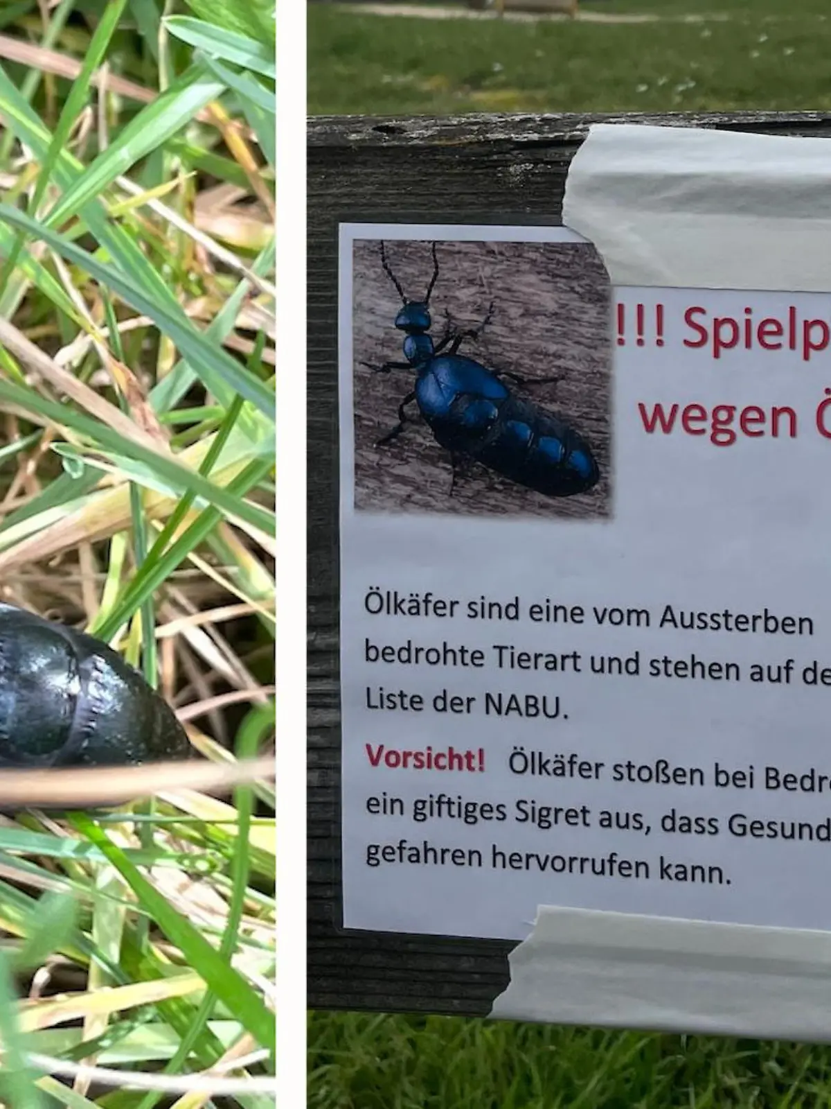Schwarz-blau-metallisch, flugunfähig und vor allem eins: giftig! Ölkäfer sorgen in der hessischen Kleinstadt Hofgeismar seit Montag (20. März) bei vielen Eltern für Aufruhr. Nicht ohne Grund – denn die giftigen Insekten haben sich auf einem Kinderspielplatz breitgemacht und für eine Geländesperrung gesorgt. Das Verschlucken der Krabbeltiere kann zu Nierenschäden, Herzversagen oder Magen-Darm-Problemen führen- mehr dazu im Video!