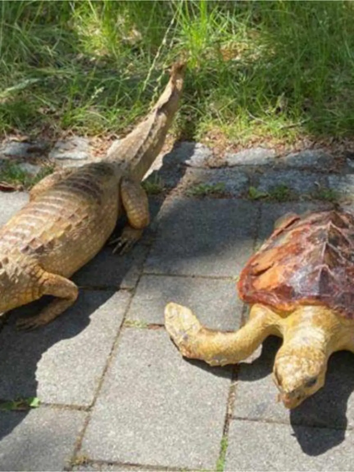 Diesen ausgestopften Alligator hat ein Spaziergänger an der Isar gefunden