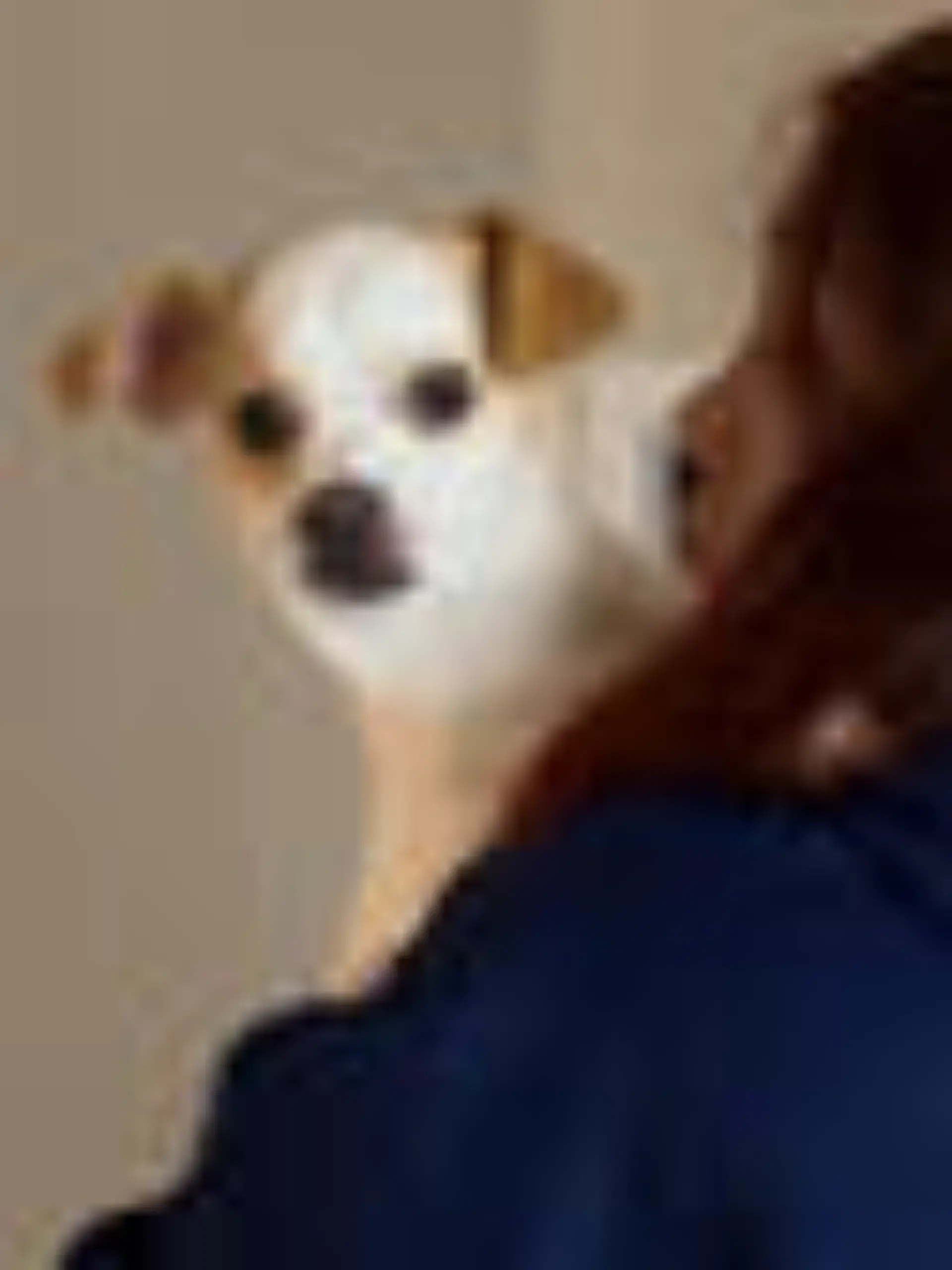 Bild zu: "Irreführendes Inserat! Tochter verhökert Hund bei Facebook "
