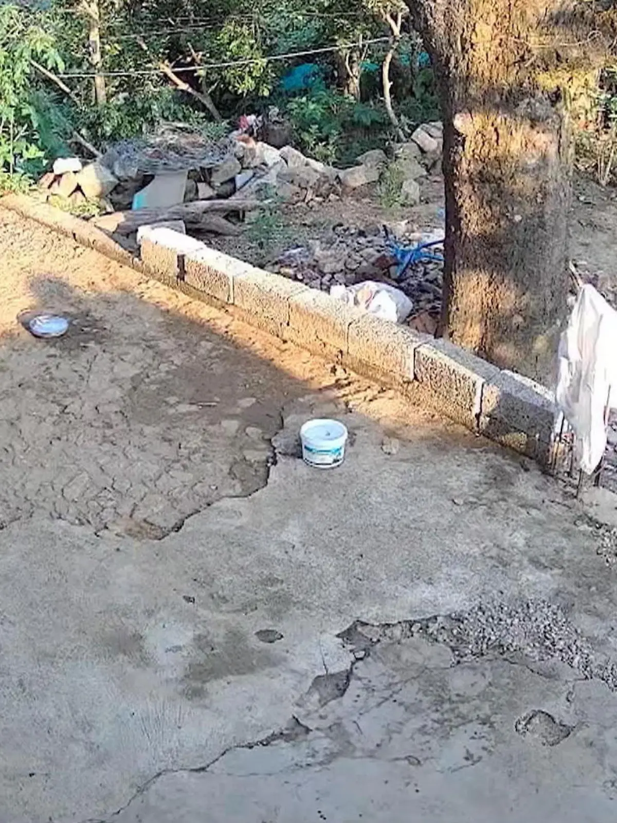 Bild zu: "Leopard lauert Jungen auf – nur sein Hund wittert die Gefahr!"