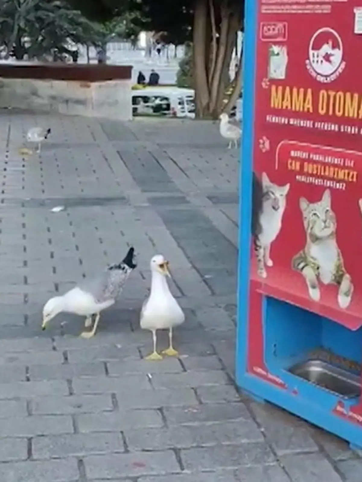 Bild zu: "Diese Möwe miaut!? Vogel trickst Passanten aus "